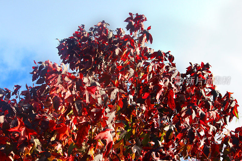 枫香树(香胶/香胶)，红红的秋叶形象
